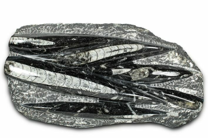 Polished Fossil Orthoceras (Cephalopod) Plate - Morocco #336140